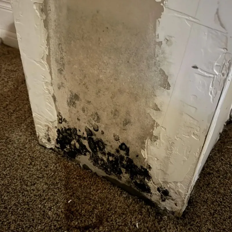 Professional Mold Removal in Summers County, WV